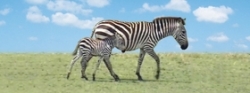 Záložka Úžaska Zebra s mládětem