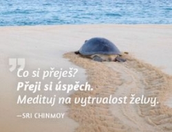 Chinmoy, Sri - Magnet na lednici Medituj na Úspěch